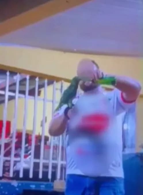 Empresário é investigado por oferecer bebida alcoólica a papagaio em Cuiabá