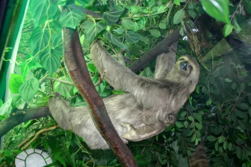 Projeto de lei busca salvar bichos-preguiça em Manaus com plantio de árvores embaúbas