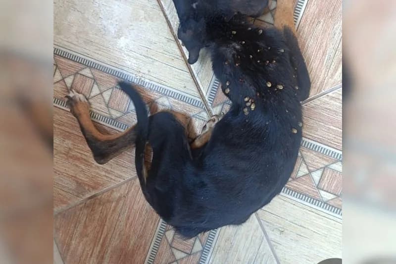 Mulher é presa em flagrante por maus-tratos contra cachorro, em Manaus