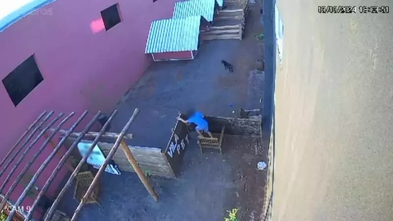 PR: Criança que matou 23 animais em hospital veterinário já tinha cometido maus-tratos antes