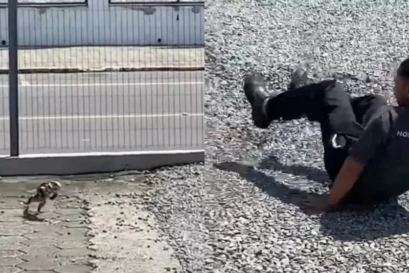 VÍDEO: Lagarto “se vinga” de homem que o atingiu com pedra, em SC