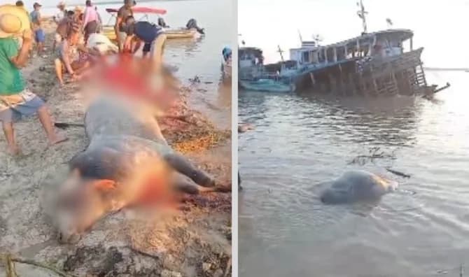 VÍDEO: Gados morrem afogados após rebocador naufragar em Manacapuru