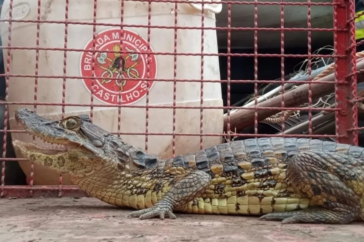 Jacaré é capturado em quintal de casa no interior de SP; veja fotos