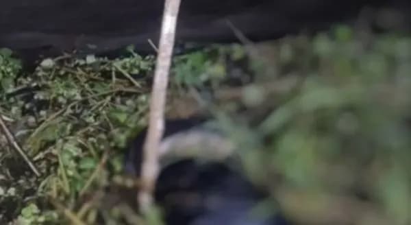 Com rosto devorado por peixes, corpo de homem é encontrado boiando em rio de Coari