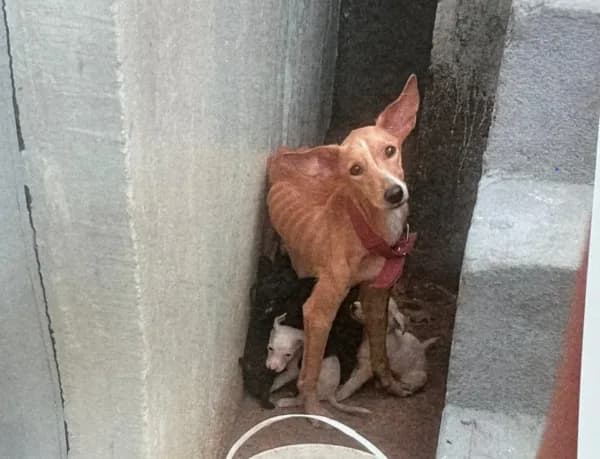 Homem é preso por maus-tratos contra cadela e oito filhotes, em Manaus