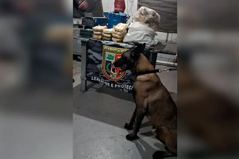 Em Coari, cão de faro ajuda polícia na apreensão de 43 kg de pasta-base de cocaína