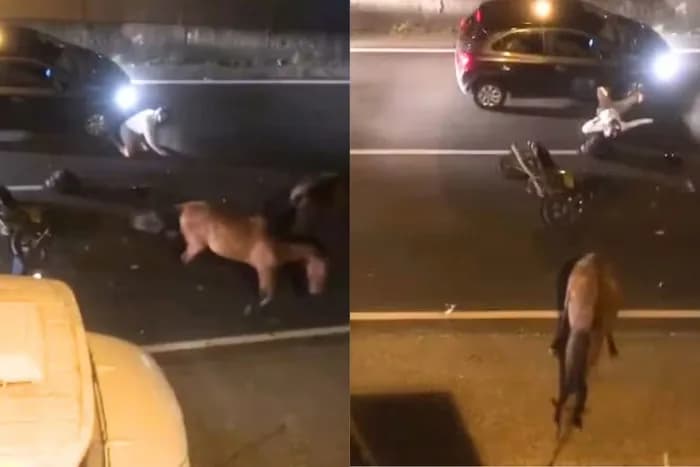 VÍDEO: Motociclista fica ferido após colisão com cavalos em rodovia