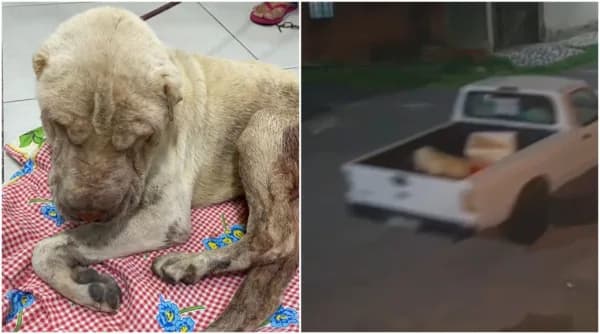VÍDEO: Suspeito de maus-tratos recebeu R$ 50 para abandonar cachorro em rua de Manaus