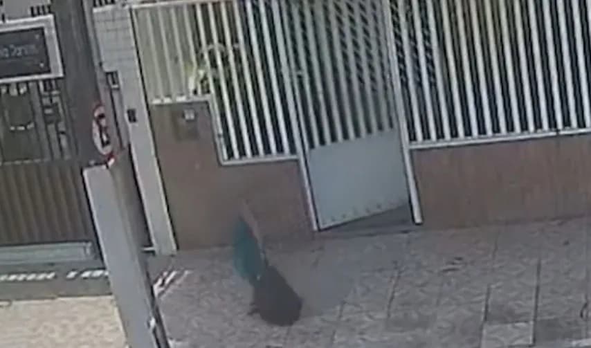 VÍDEOS: Idosa é flagrada matando gato com pedaço de madeira e acaba indiciada