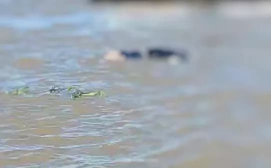 IMAGENS FORTES: Corpo de suposto traficante é encontrado ‘boiando’ no Amazonas