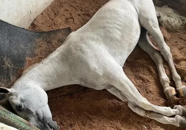 Haras Nilton Lins já registra 9 mortes de cavalos por suspeita de botulismo
