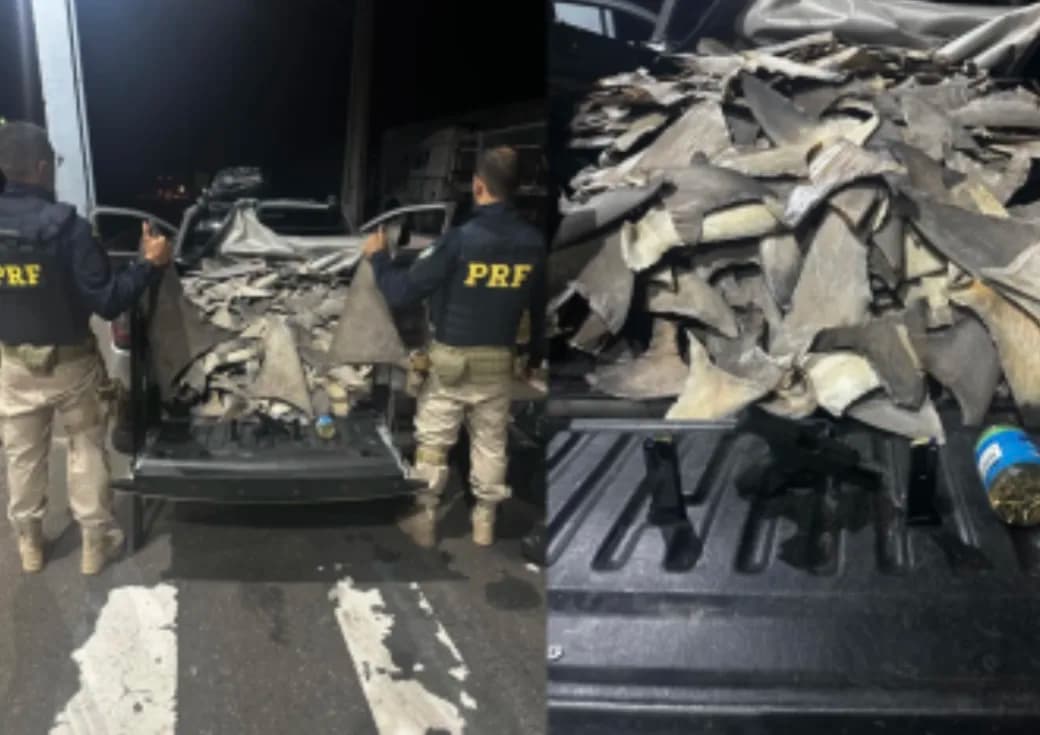 PRF apreende 260 Kg de barbatanas de tubarão e armas em Piauí