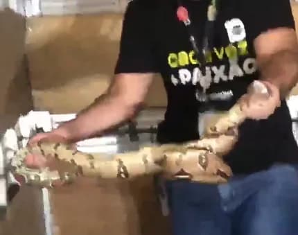 VÍDEO: Cobra é resgatada por funcionários de shopping em Manaus