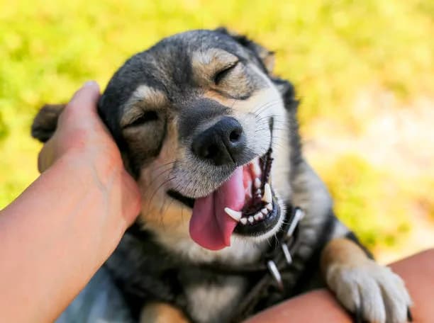 Sorriso canino: Saiba como escovar os dentes do seu cachorro corretamente