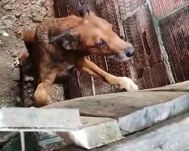 Vereador Kennedy Marques quer criar cadastro municipal de condenados por crimes contra animais