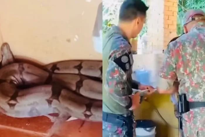 VÍDEO: Jiboia de 2 metros é achada em cozinha em Campo Grande (MS)