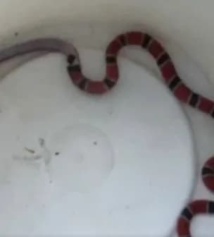 VÍDEO: Cobra-coral ‘vomita’ presa após resgate em quintal de casa em SC