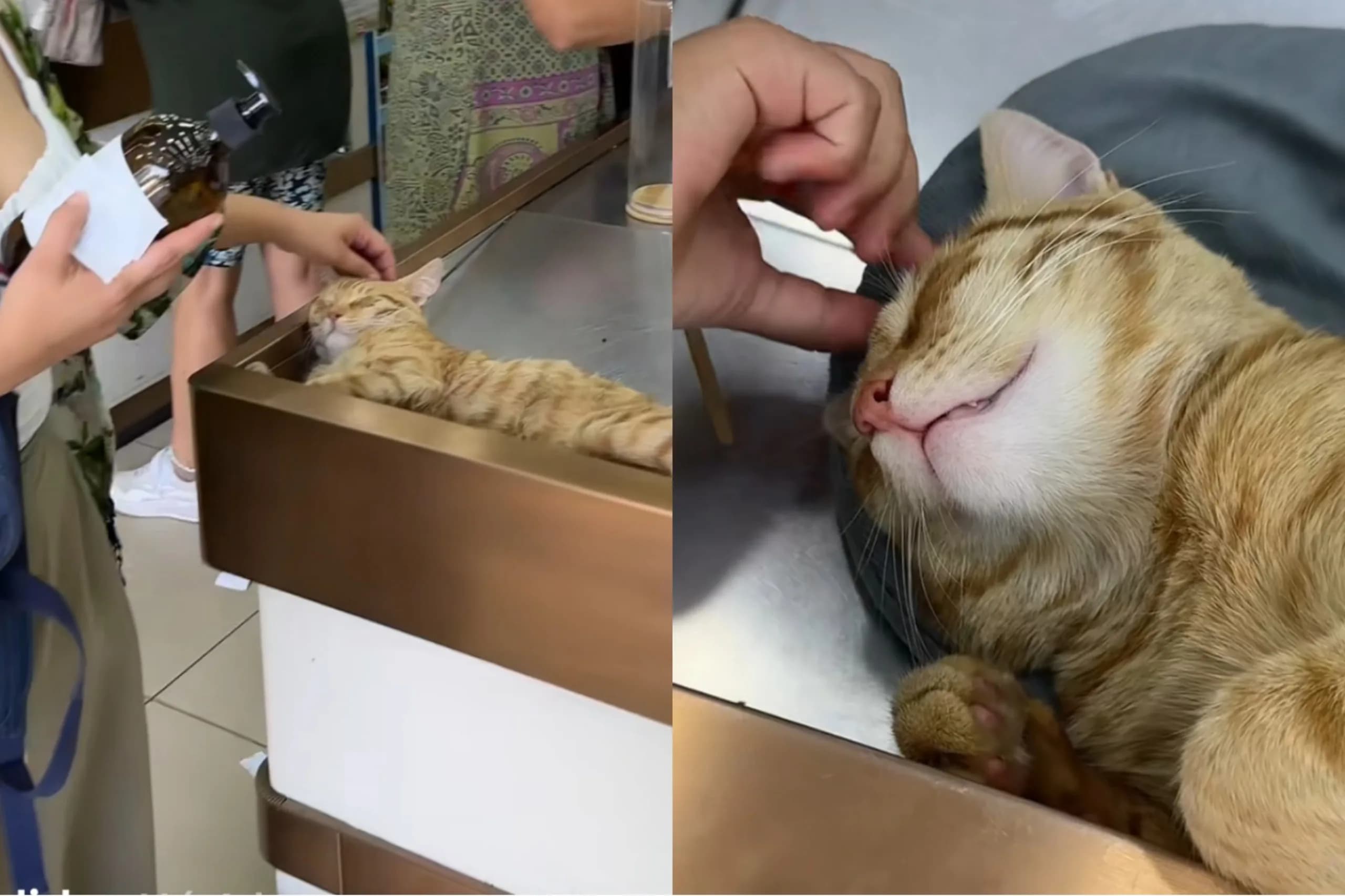 Gatos ‘assistentes de caixa’ conquistam clientes em supermercado e viralizam na web