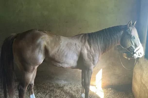 PF apreende dois cavalos avaliados em R$ 3 milhões do PCC
