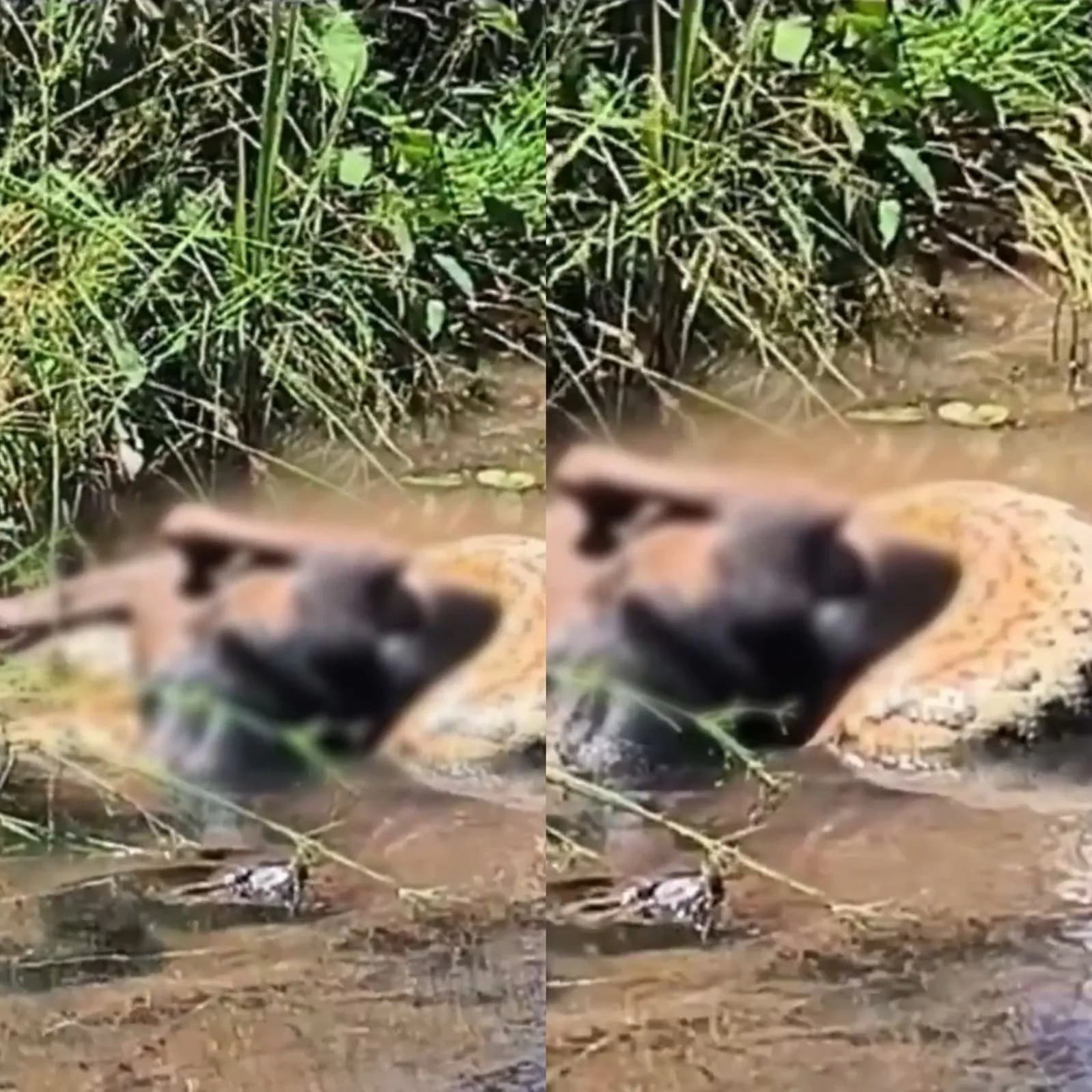 VÍDEO: Sucuri de 4 metros ataca e mata cachorro em Várzea Grande