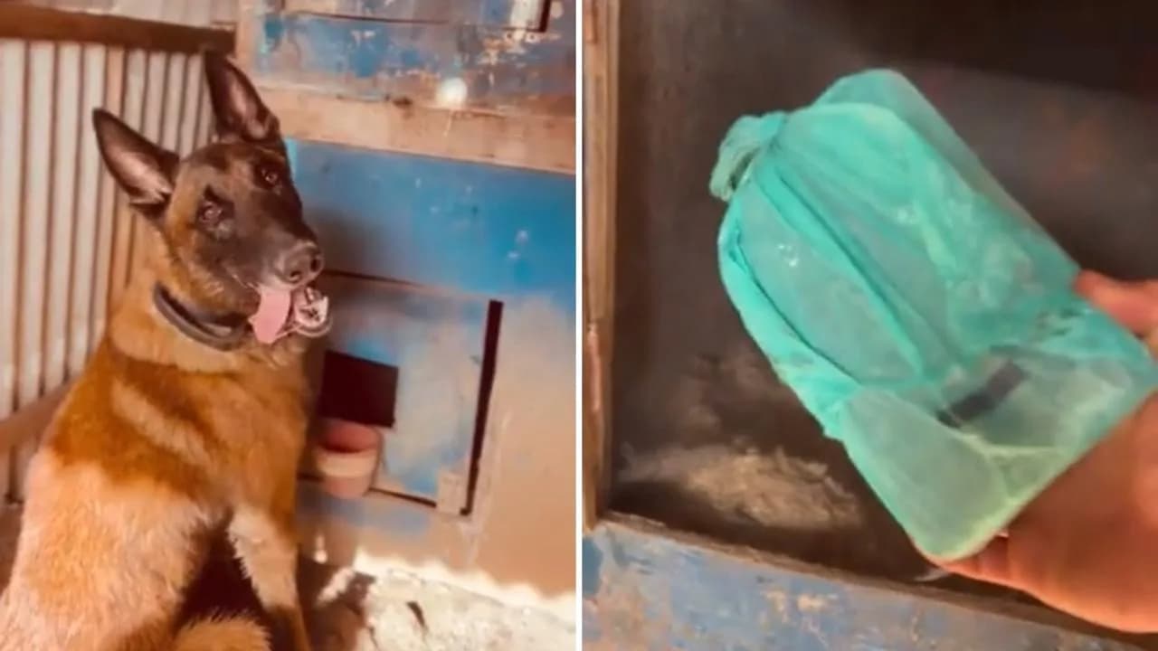 VÍDEO: Cão farejador da polícia encontra maconha enterrada em galinheiro e casal é preso por tráfico de drogas