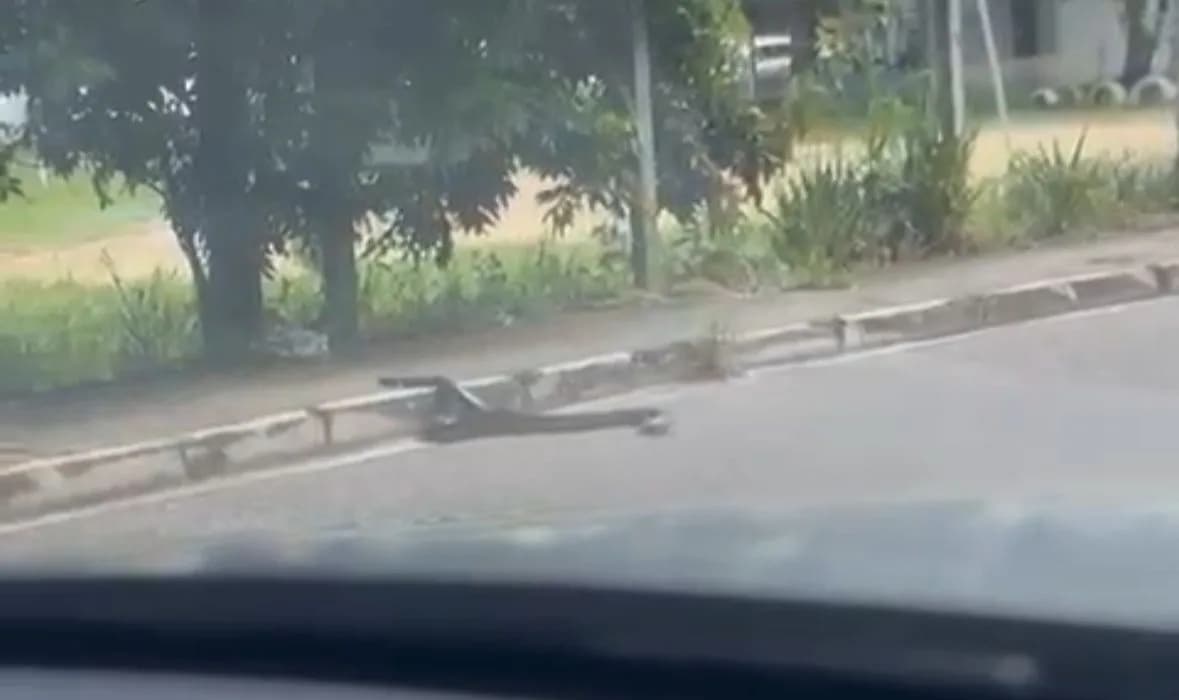 VÍDEO: Cobra é flagrada em avenida da zona Centro-sul de Manaus