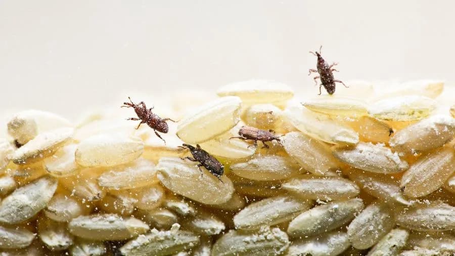 “Bichinhos do arroz”? Saiba como evitar infestação de traças nos alimentos