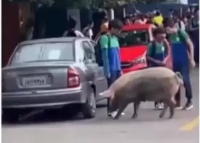 VÍDEO: porco se ‘diverte’ ao perseguir estudantes de Manaus