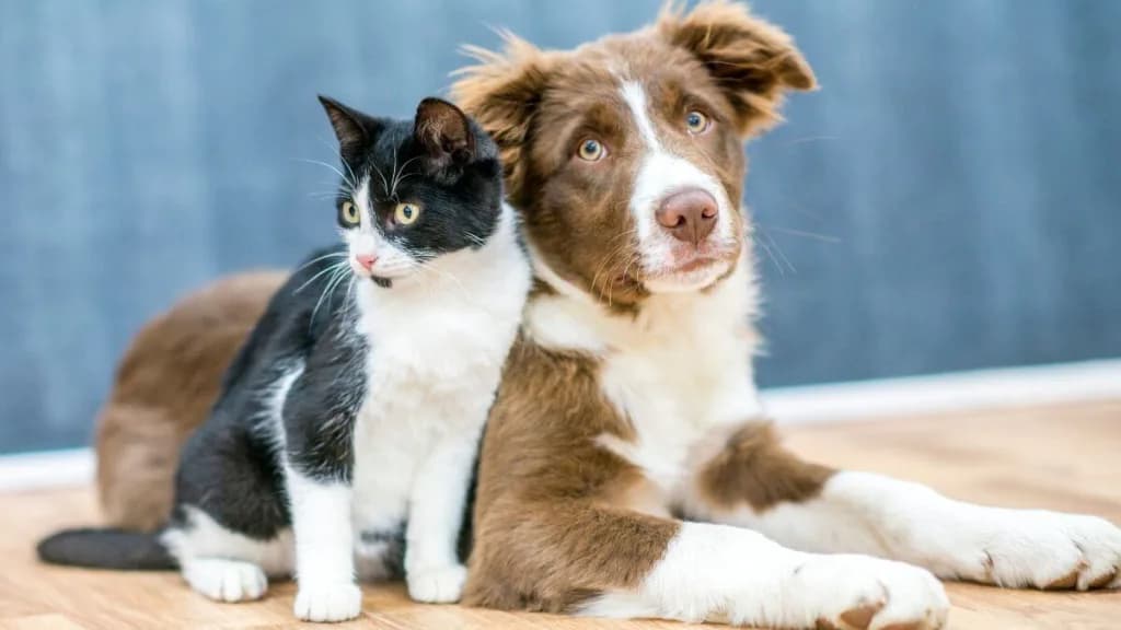 O que é preciso para cuidar de muitos pets em casa