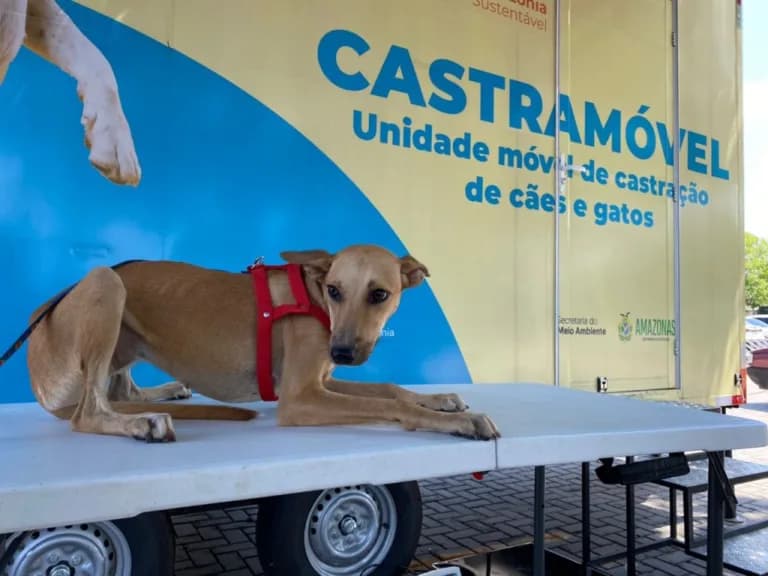 Projeto quer ampliar castração gratuita de animais com castramóveis em todas as zonas de Manaus