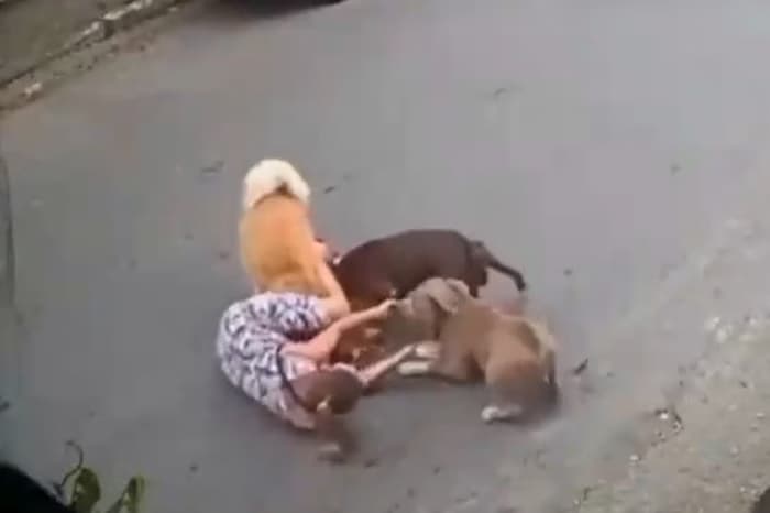 VÍDEO: Grávida de 7 meses é derrubada ao tentar defender cachorro de ataque de cães: “Me desesperei”