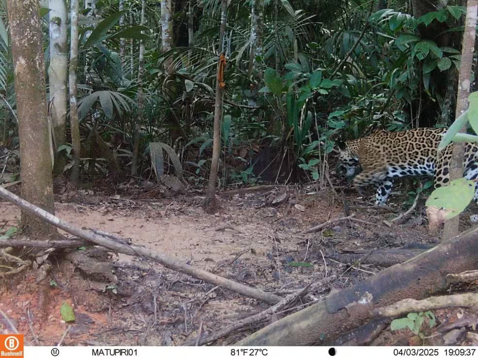 VÍDEO: Onça-pintada é flagrada por armadilha fotográfica no Amazonas