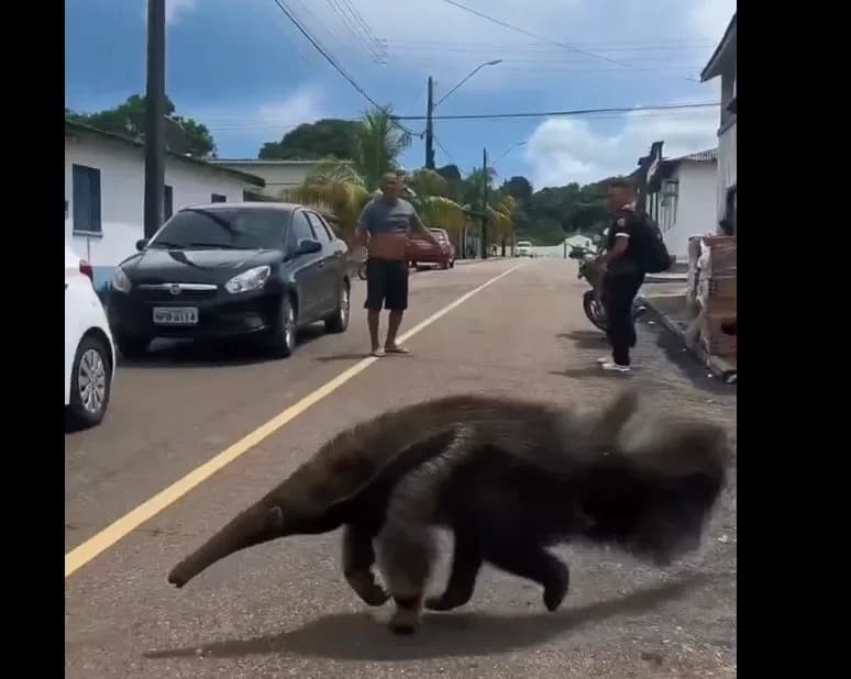 VÍDEO: Tamanduá-bandeira é resgatado após “passear” pelas ruas de Silves, no Amazonas