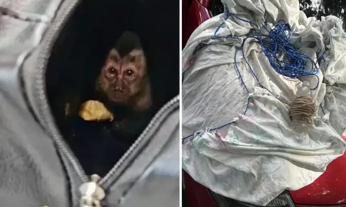 Dupla é presa por tráfico de animal silvestre dentro de unidade de conservação no RJ