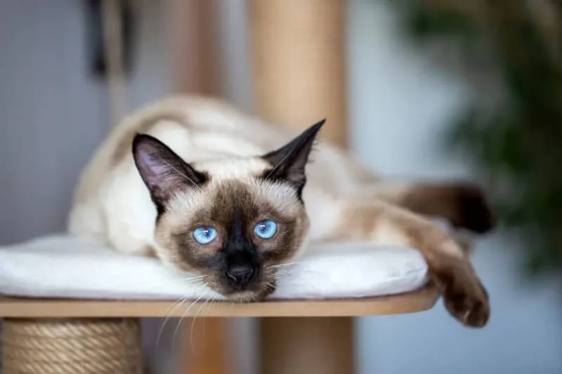 Gatos reconhecem donos pelo cheiro, aponta estudo japonês