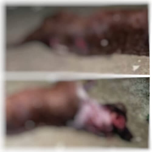 IMAGENS FORTES: Homem mata Pitbull a terçadadas durante ataque a cachorro em Manaus