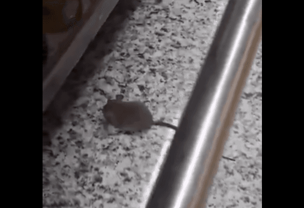 VÍDEO: Tinto, Branco…e catita: cliente encontra roedor em setor de vinhos em supermercado de Manaus