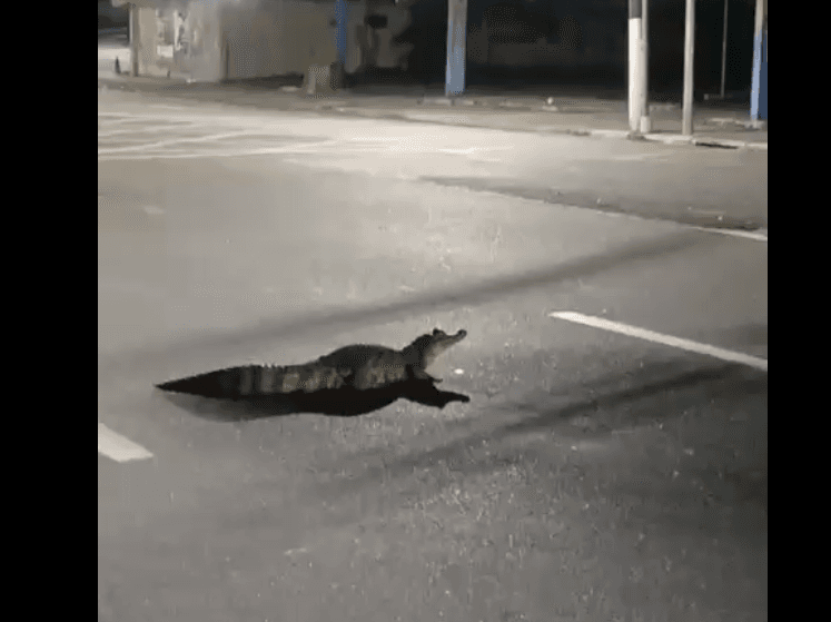 VÍDEO: Jacaré de quase 3 metros ‘passeia’ pela Djalma Batista e chama atenção em Manaus