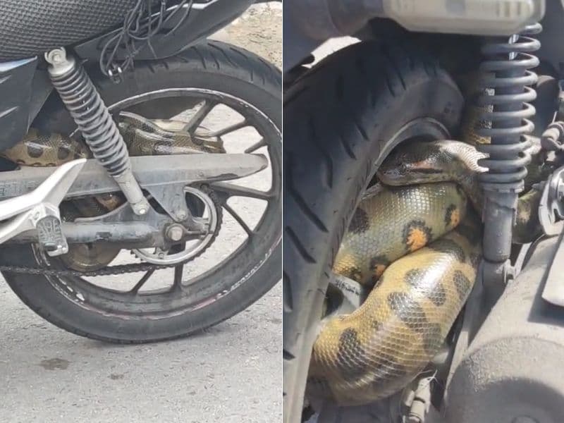 VÍDEO: Cobra é encontrada enrolada em moto no São Jorge em Manaus