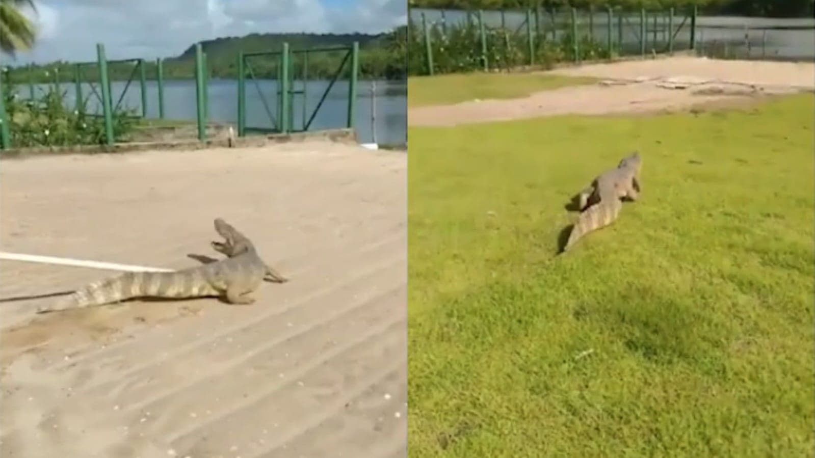 VÍDEO: Jacaré passeia “de boa” em condomínio e assusta moradores em Alagoas