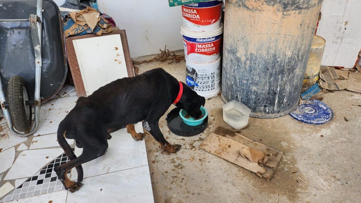Polícia atua no combate aos maus-tratos animais e a preservação ambiental no Amazonas