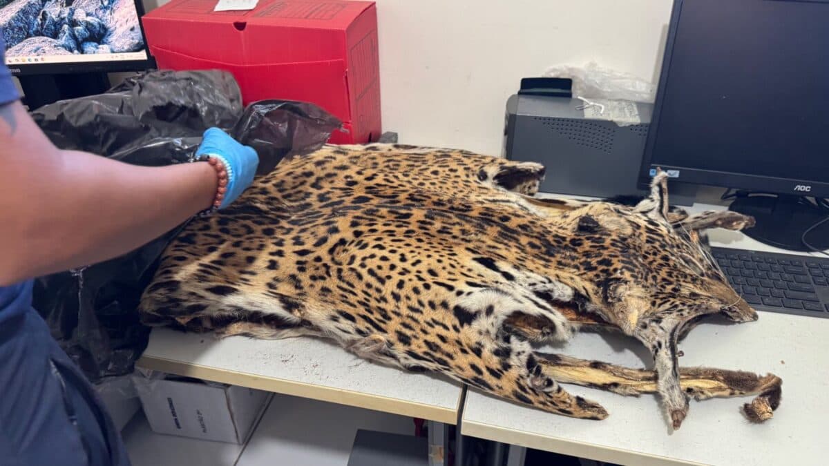 Crimes contra fauna e flora são investigados com apoio da perícia ambiental