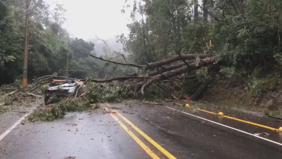 Idoso morre após queda de árvore sobre carro no Rio Grande do Sul; ele é a terceira vítima das fortes chuvas