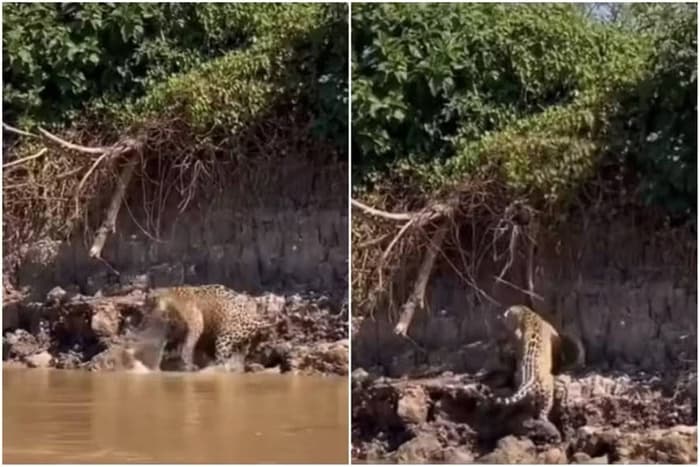 EMBATE FEROZ: Onça ataca sucuri na margem de rio no Pantanal do Mato Grosso; vídeo