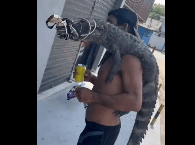 Homem tenta trocar jacaré por drogas em Manaus: ‘símbolo da Lacoste, rapaziada’