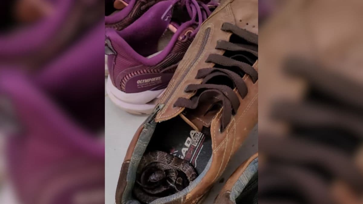 VÍDEO: homem encontra cobra dentro de sapato em Santa Catarina