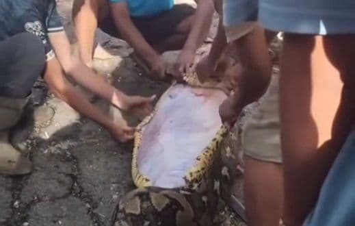 IMAGENS FORTES: Idoso é engolido por cobra de 8 metros enquanto trabalhava na Indonésia