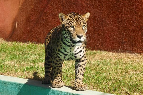 Funcionária é atacada por onça-pintada em Zoobotânico de São Paulo