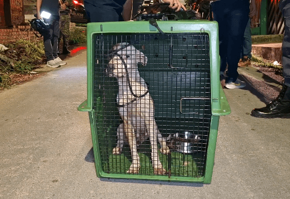 Cadela desnutrida e abandonada é resgatada após comer restos mortais de animal em Manaus; vídeos
