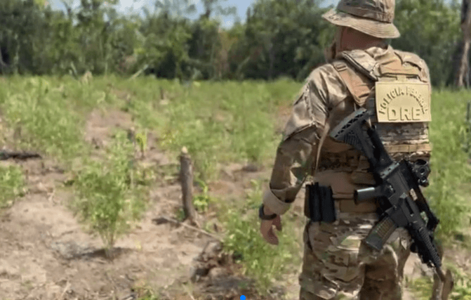 PF destrói 8 mil pés de maconha em área de mata no Amazonas